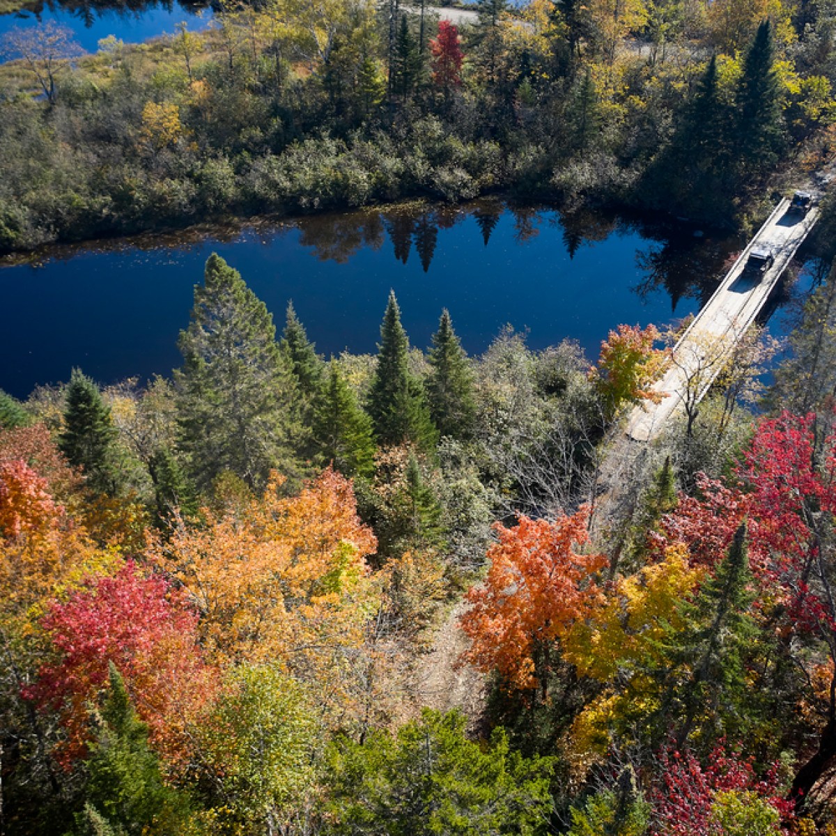a close up of a lush green forest