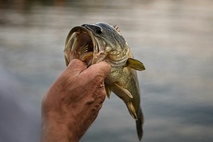 a close up of an animal