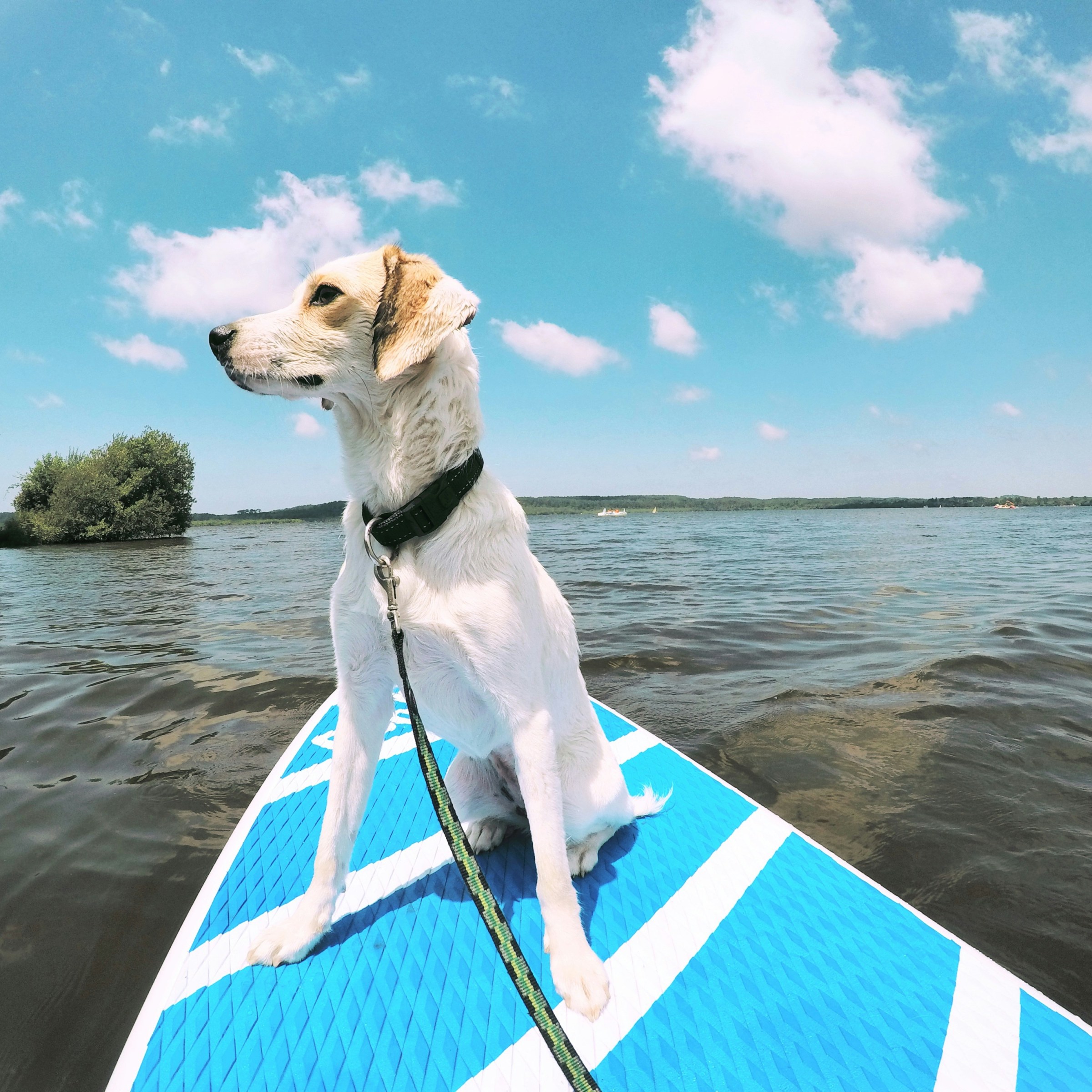 a dog standing next to a body of water