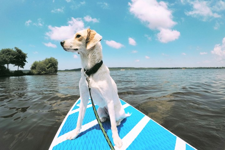 a dog standing next to a body of water