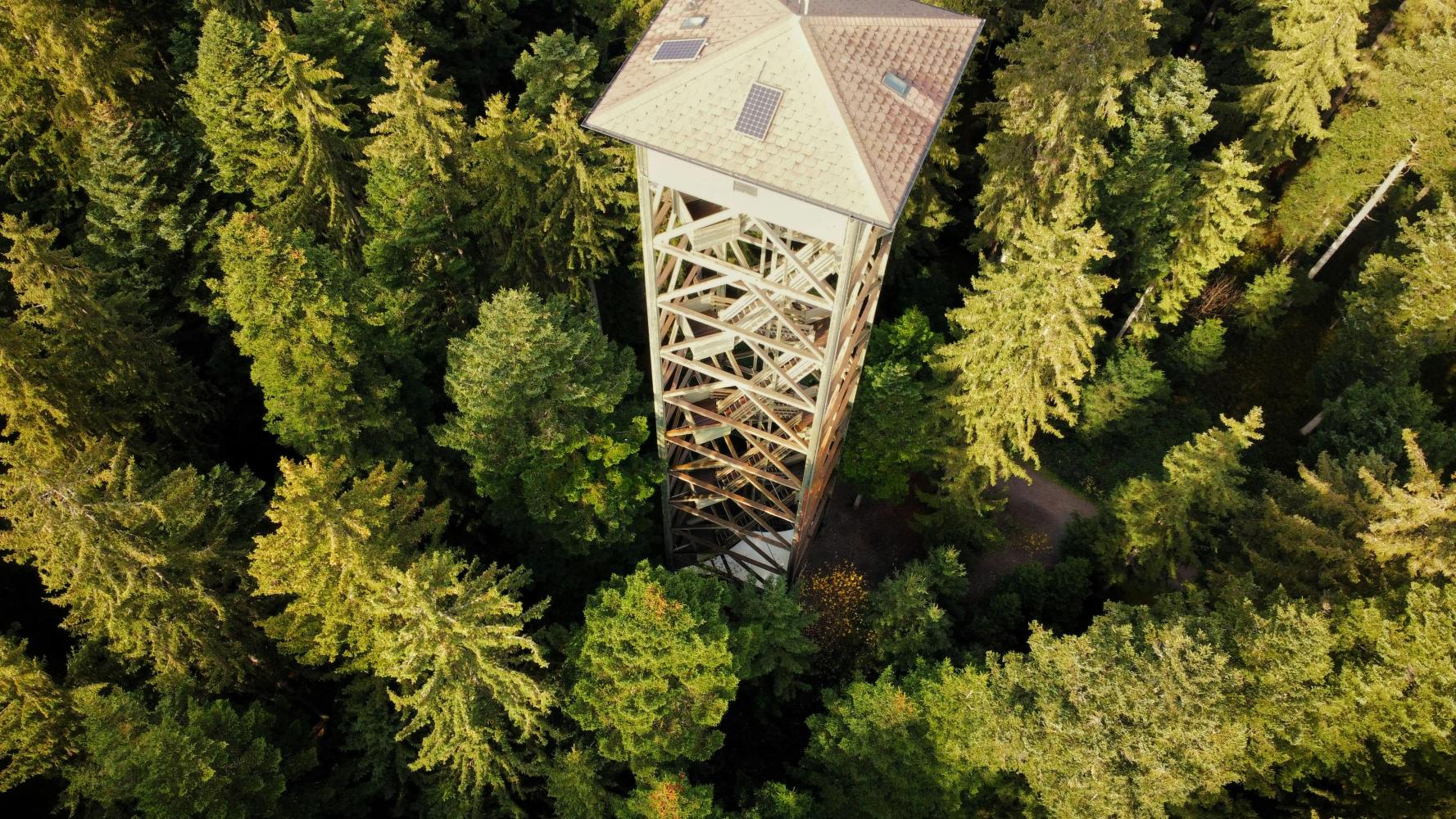 A tall wooden observation tower surrounded by dense forest trees.