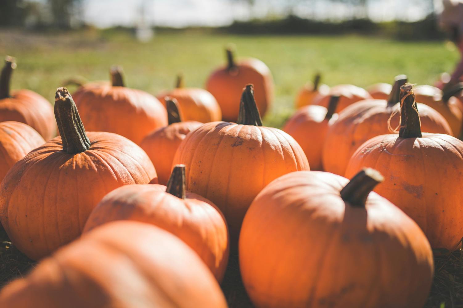 Cluster of orange pumpkins on green grass in sunlight.